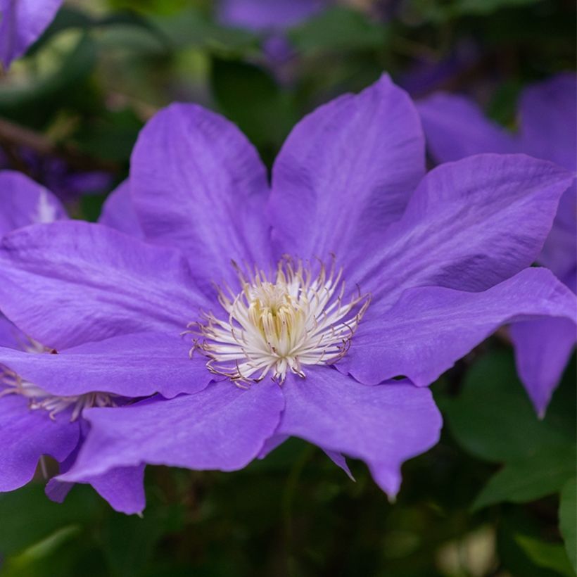 Waldrebe Couronne Royale - Clematis (Blüte)