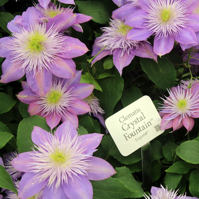 Waldrebe Crystal Fountain - Clematis (Blüte)