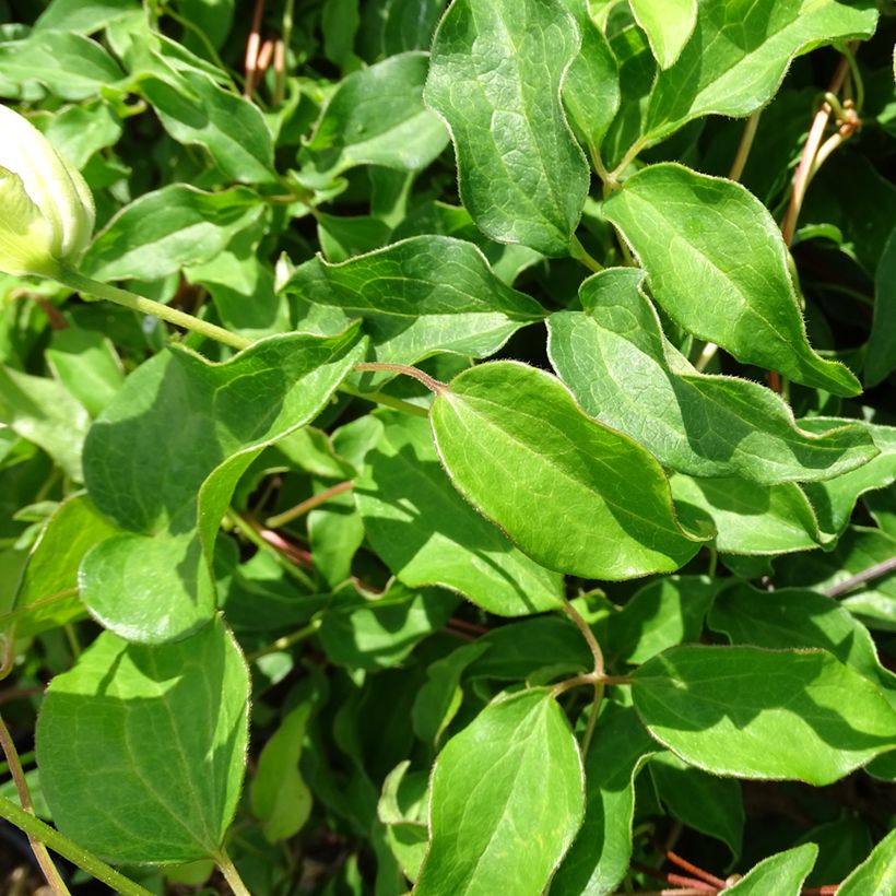 Waldrebe Dancing Dorien - Clematis (Laub)