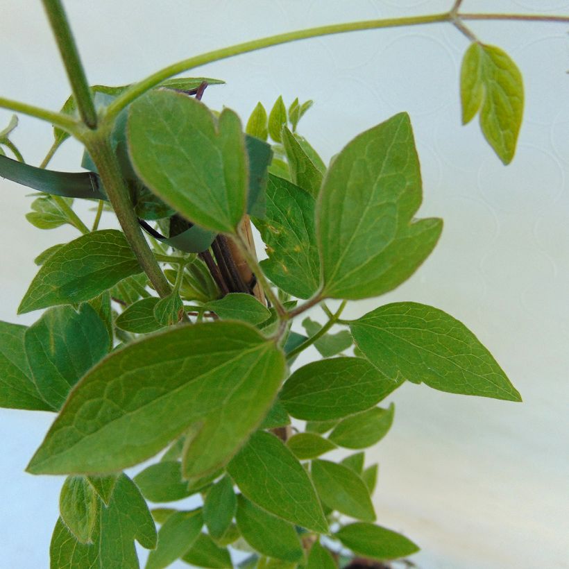 Waldrebe Dancing Queen - Clematis (Laub)