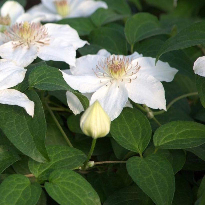 Waldrebe Destiny - Clematis (Laub)