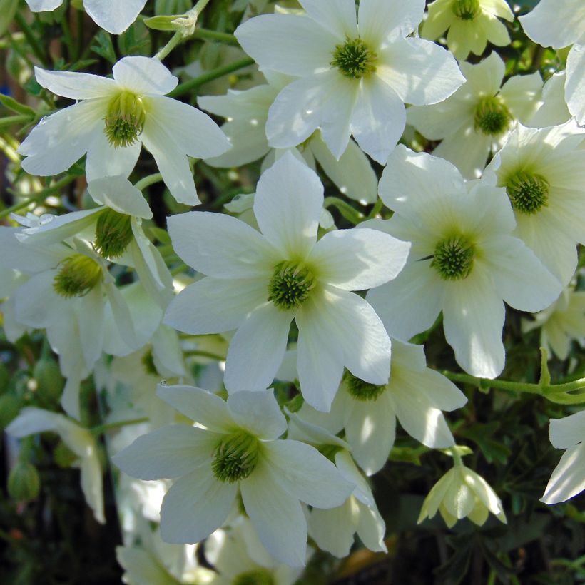 Waldrebe Early Sensation - Clematis (Blüte)