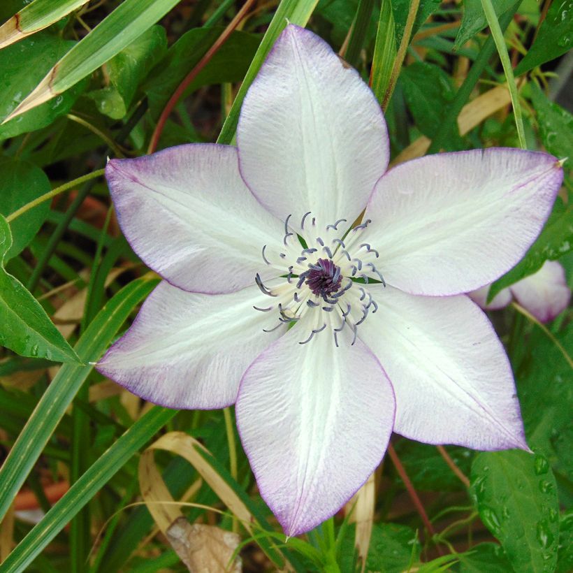 Clematis florida Fond Memories - Waldrebe (Blüte)