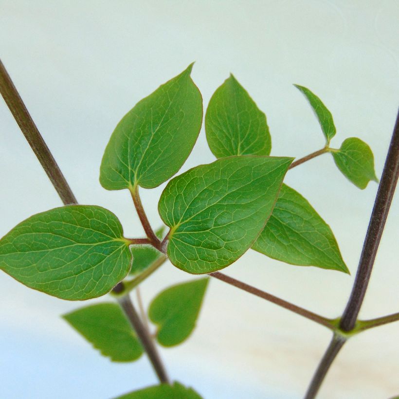 Waldrebe Général Sikorski - Clematis (Laub)