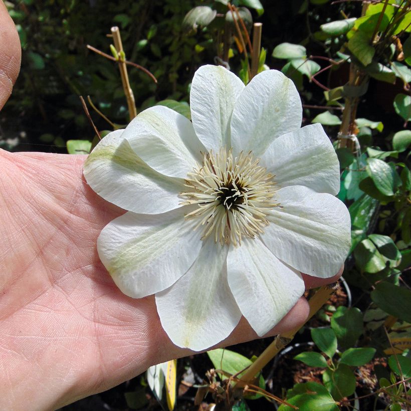 Waldrebe Guernsey Cream - Clematis (Blüte)