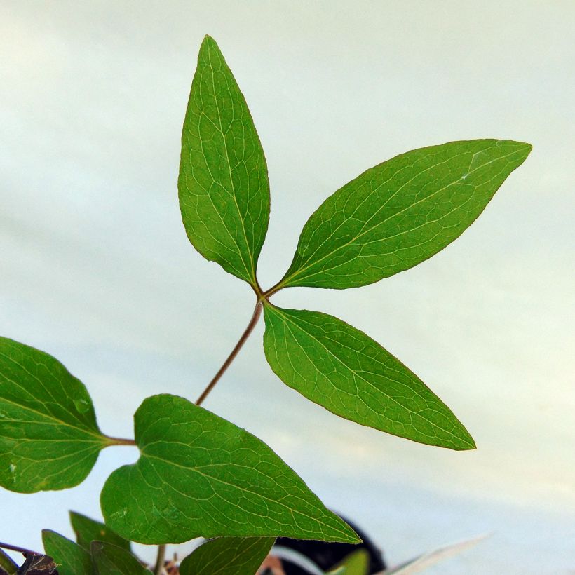 Waldrebe Hagley hybride - Clematis (Laub)