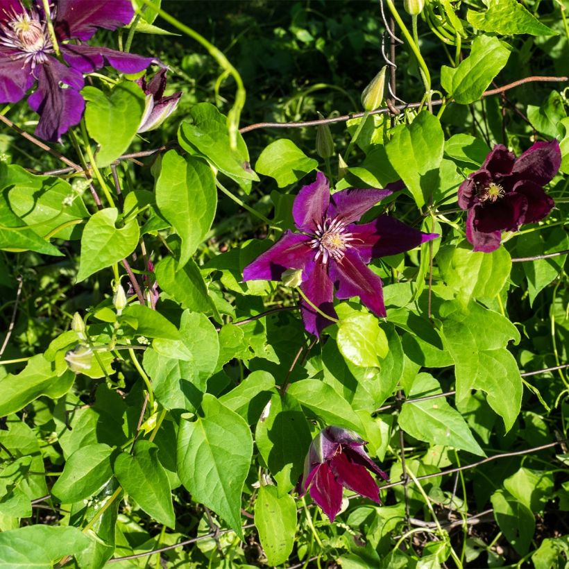 Waldrebe Julka - Clematis (Hafen)