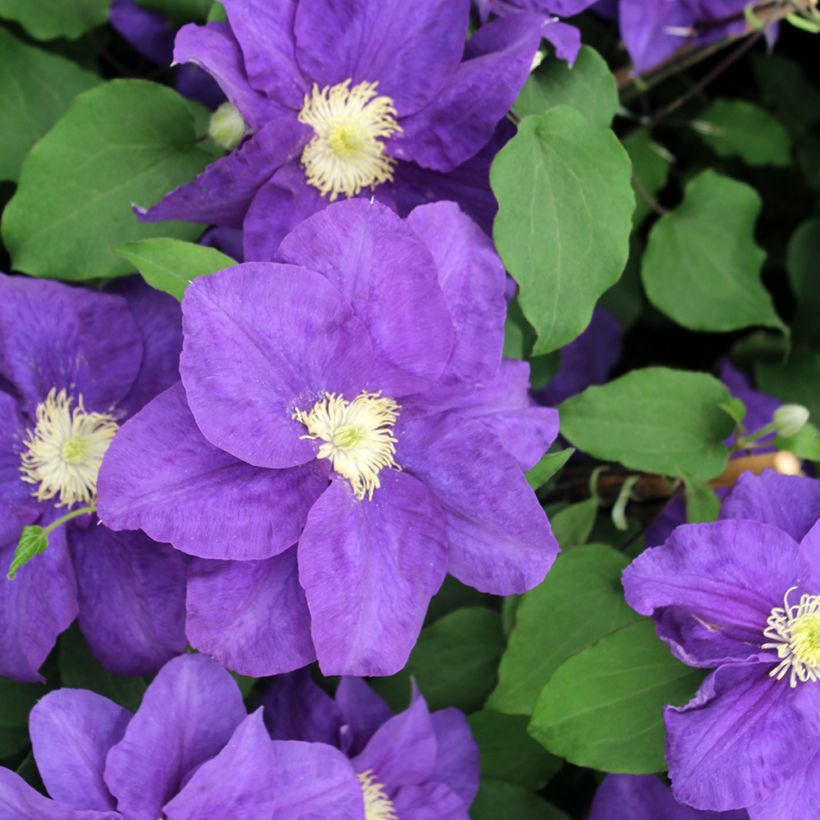 Waldrebe Kingfisher - Clematis (Blüte)