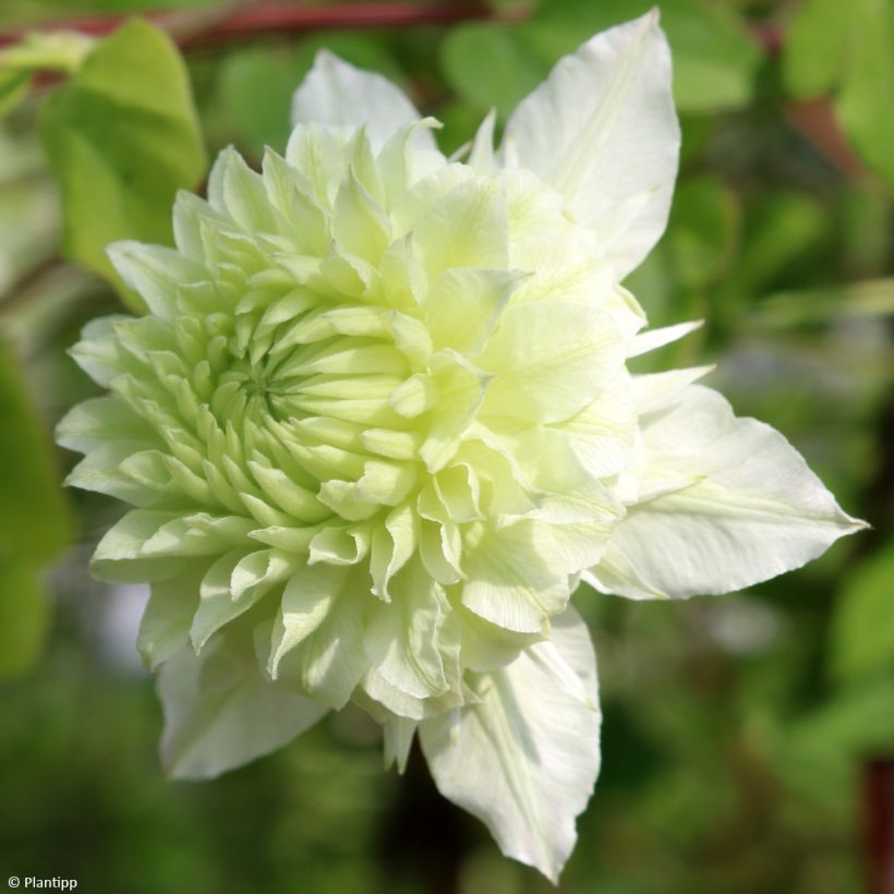 Waldrebe Manju - Clematis (Blüte)