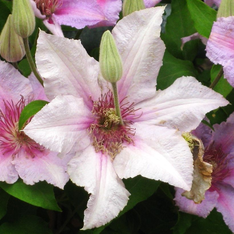 Waldrebe Marmori - Clematis (Blüte)