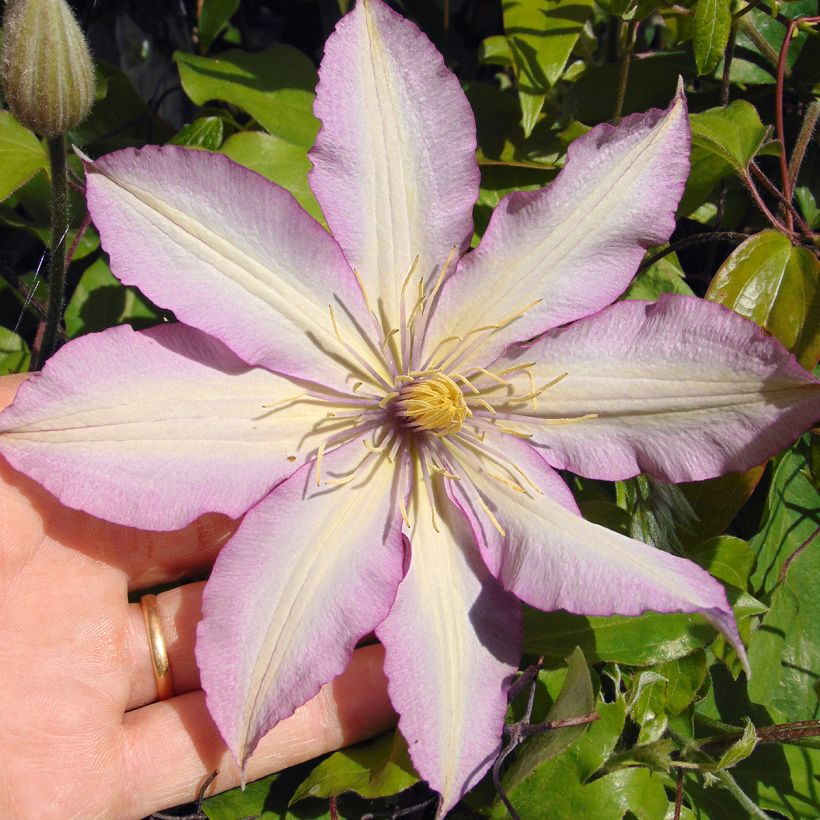 Waldrebe Morning Star - Clematis (Blüte)