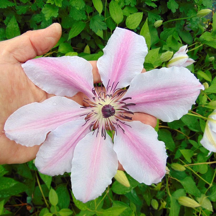 Clematis lanuginosa Nelly Moser - Waldrebe (Blüte)