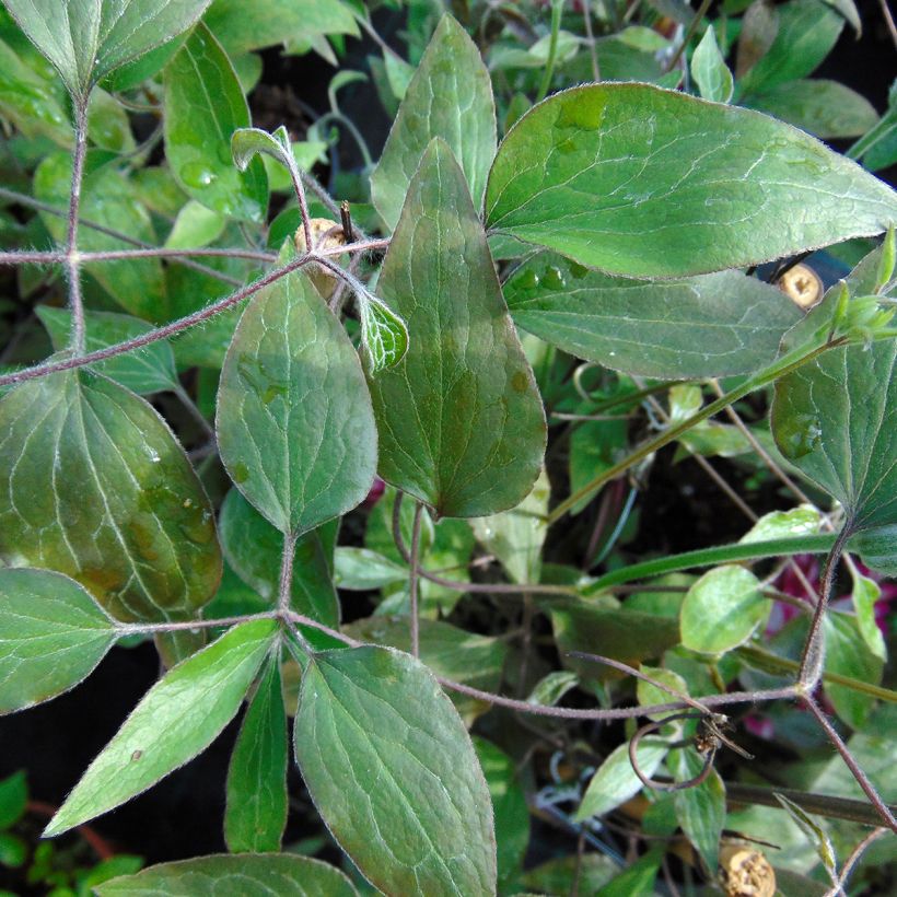 Waldrebe Picotee - Clematis (Laub)