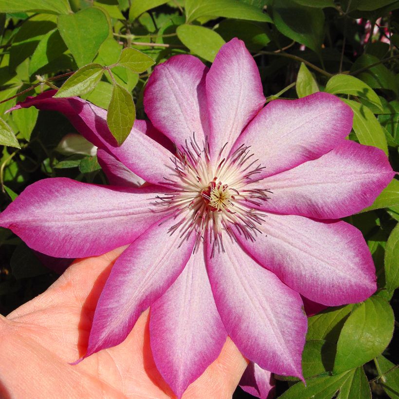 Waldrebe Picotee - Clematis (Blüte)