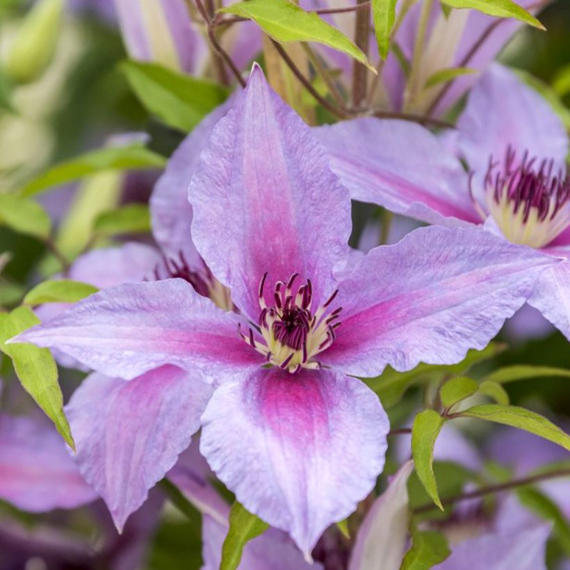 Waldrebe Proud Mary - Clematis (Blüte)