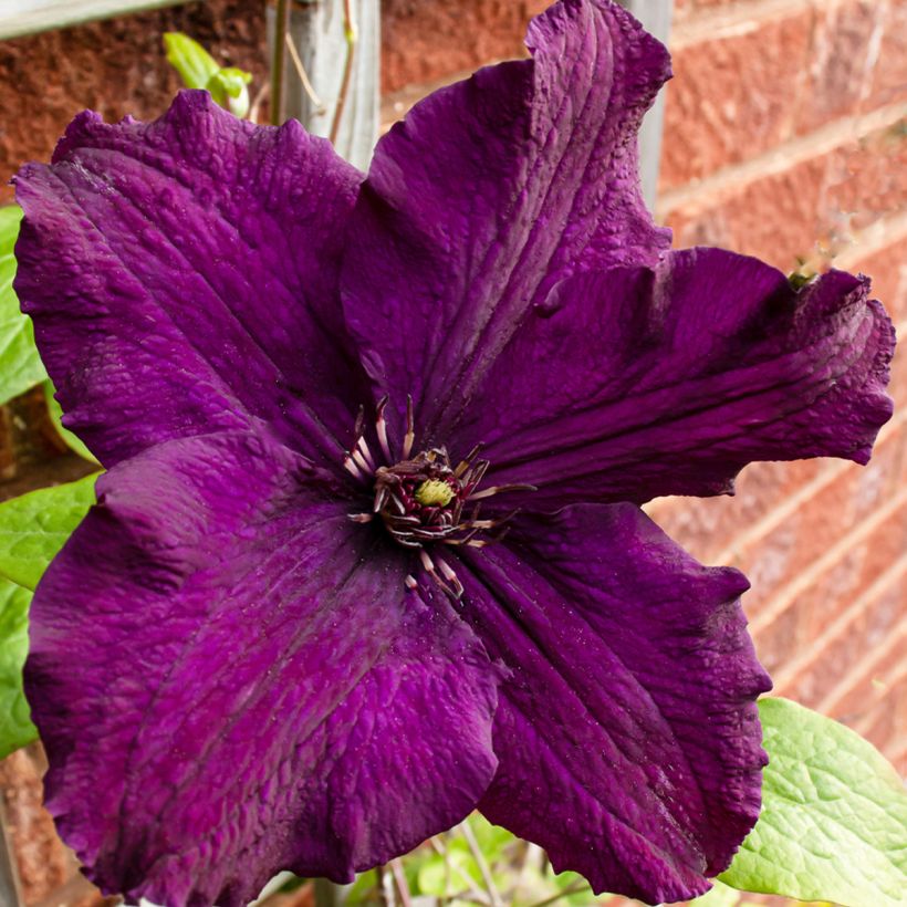 Waldrebe Rasputin - Clematis (Blüte)