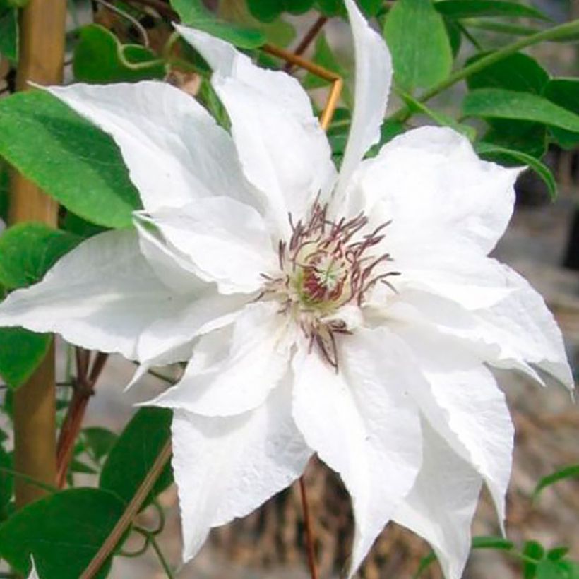 Waldrebe Sparkler - Clematis (Blüte)