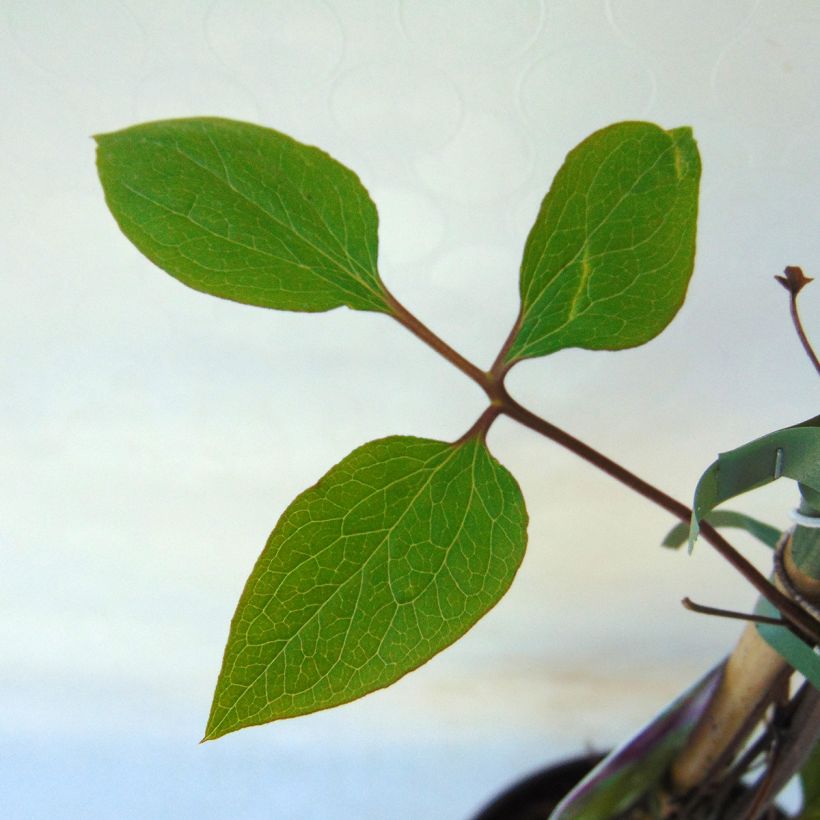 Waldrebe Star of India - Clematis (Laub)