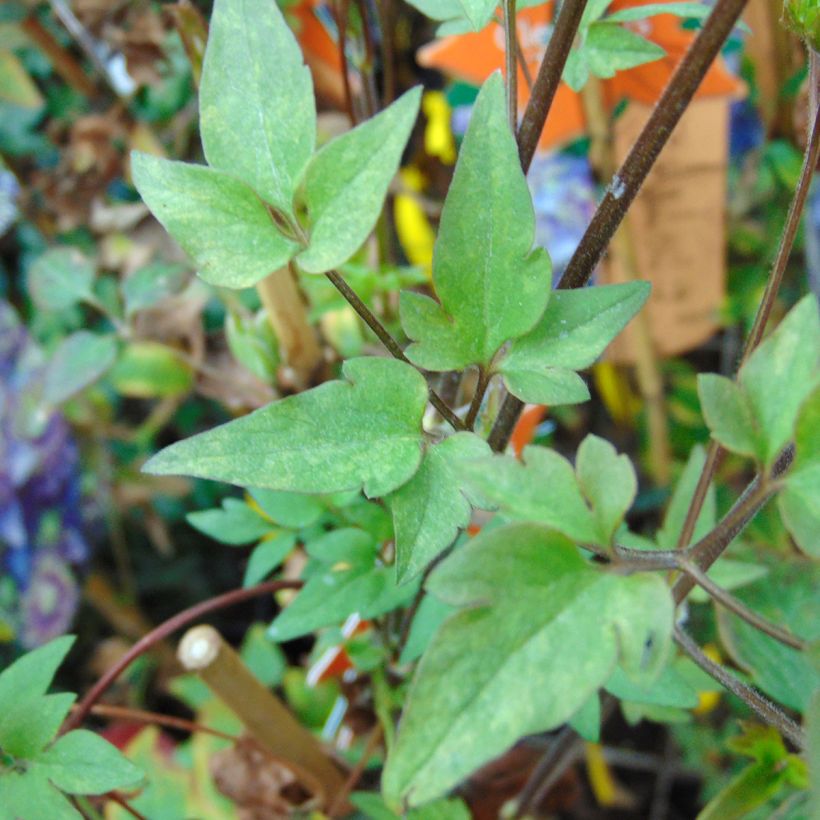 Waldrebe Taiga - Clematis (Laub)