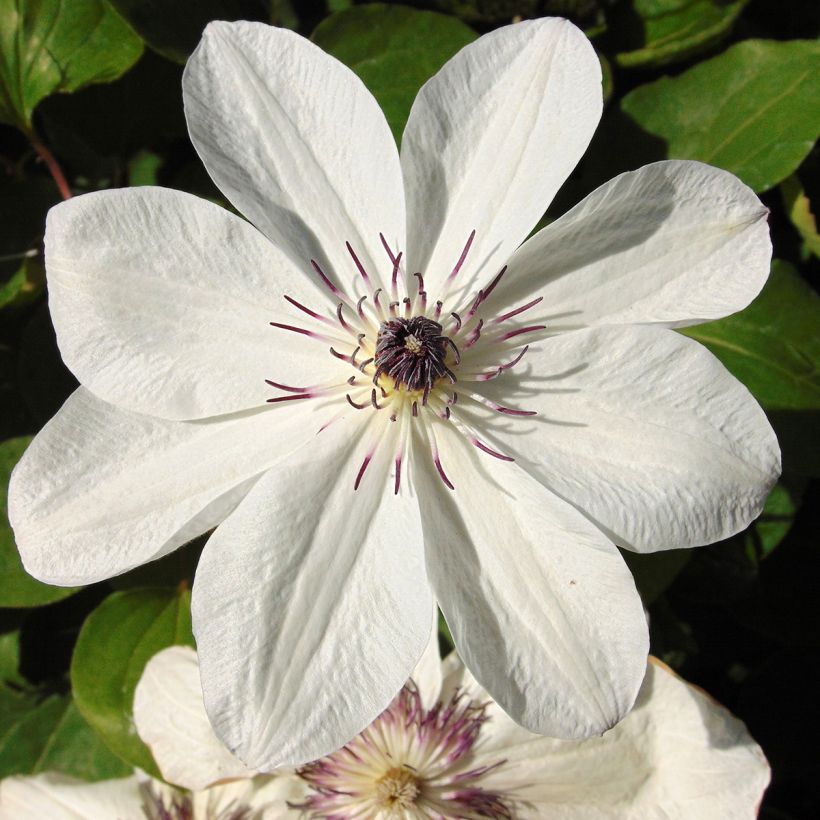 Waldrebe White Pearl - Clematis (Blüte)