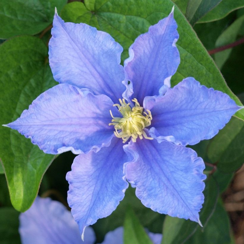 Waldrebe Will Goodwin - Clematis (Blüte)