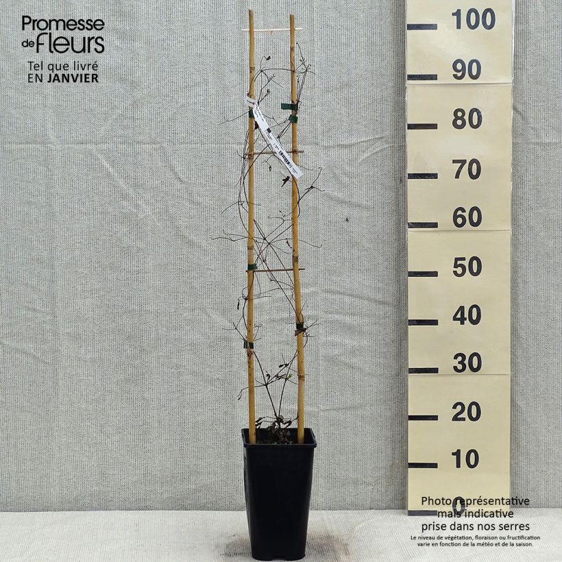 Exemplar von Clématite - Clematis Will Goodwin Pot de 2L/3L wie im Winter geliefert