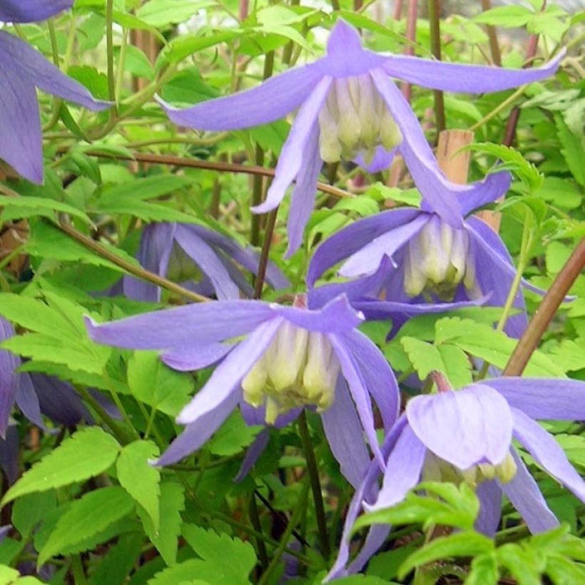 Clematis alpina - Alpen-Waldrebe (Blüte)