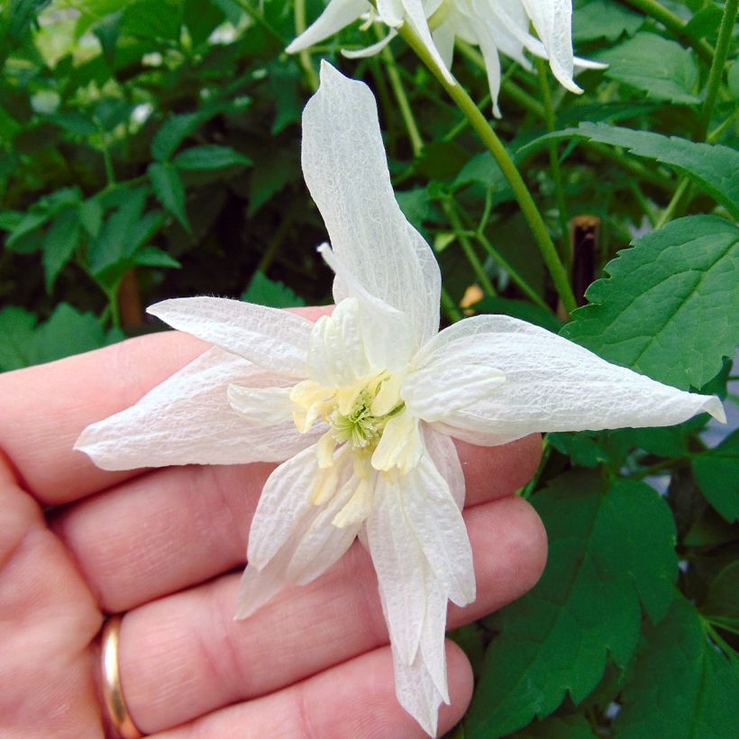 Clematis alpina Plena - Alpen-Waldrebe (Blüte)