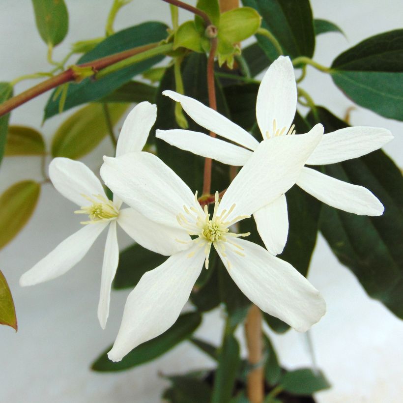 Clematis armandii - Immergrüne Waldrebe (Blüte)