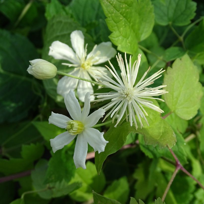 Clematis fargesii Summersnow - Waldrebe (Blüte)