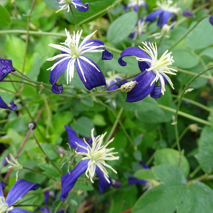 Clematis flammula Aromatica - Waldrebe (Blüte)