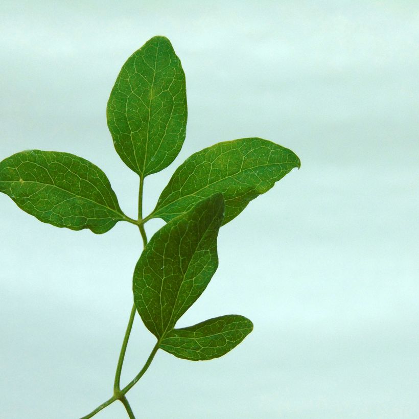 Clematis flammula rubromarginata - Waldrebe (Laub)