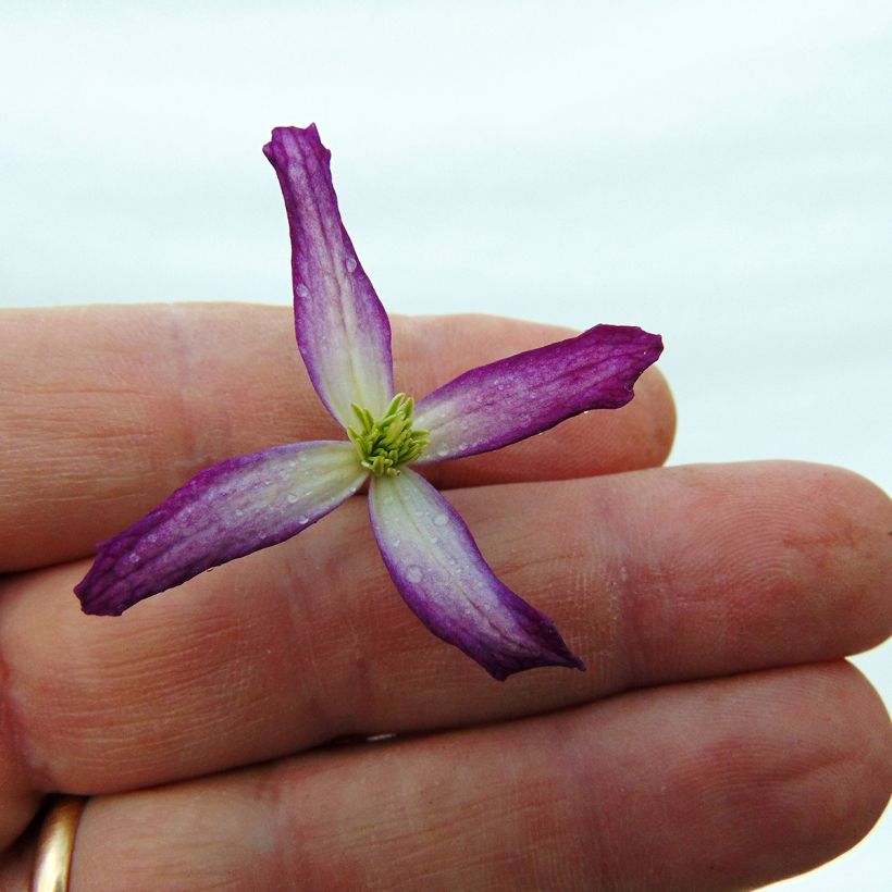 Clematis flammula rubromarginata - Waldrebe (Blüte)