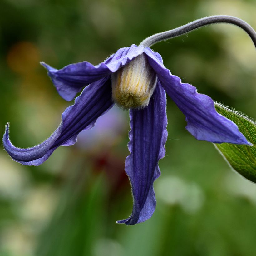 Clematis integrifolia Baby Blue - Stauden-Waldrebe (Blüte)