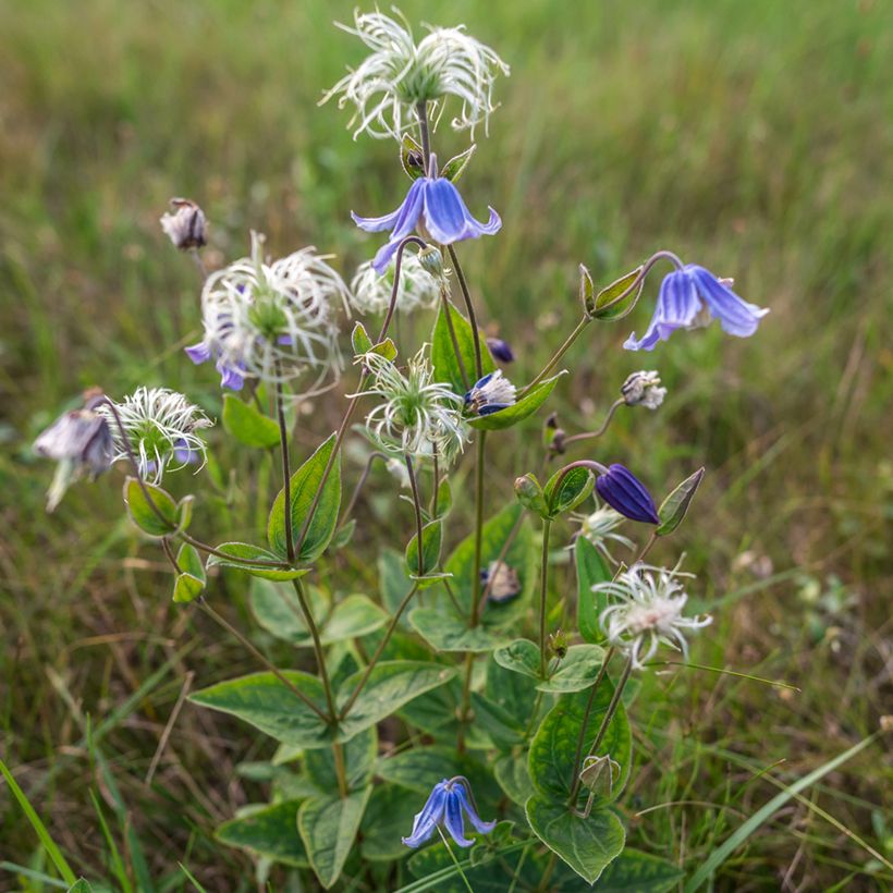 Clematis integrifolia Baby Blue - Stauden-Waldrebe (Hafen)