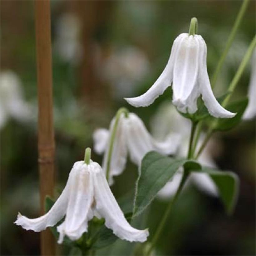 Clematis integrifolia Baby White - Stauden-Waldrebe (Blüte)