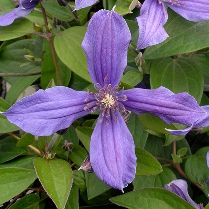 Clematis integrifolia Miranda - Stauden-Waldrebe (Blüte)