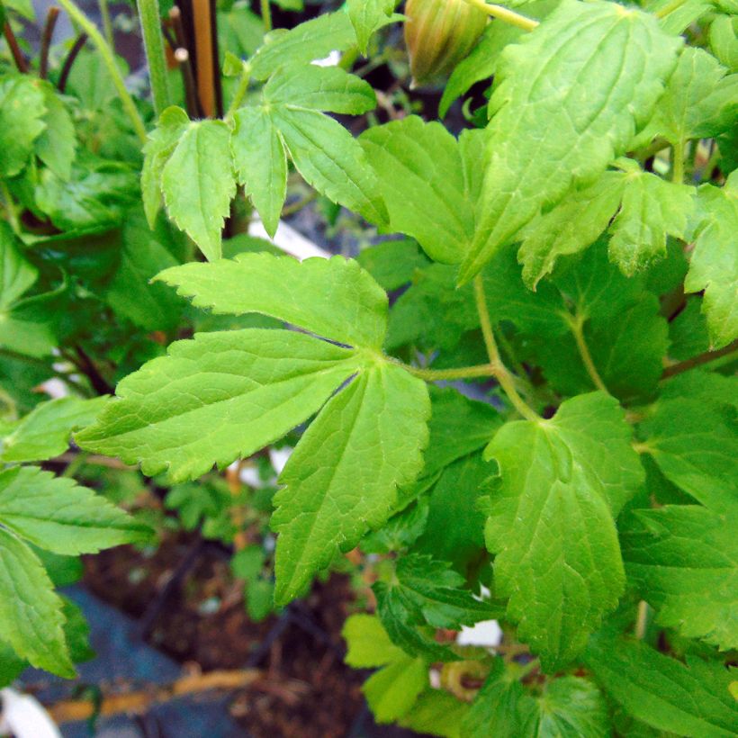 Clematis macropetala Purple Dream - Waldrebe (Laub)