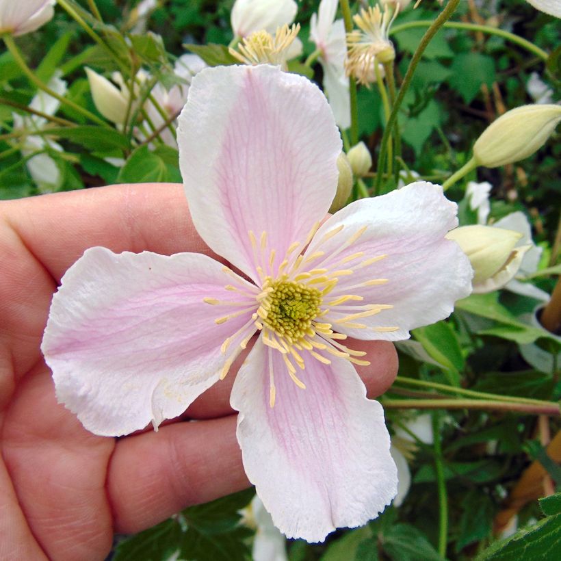 Clematis montana Giant Star - Berg-Waldrebe (Blüte)