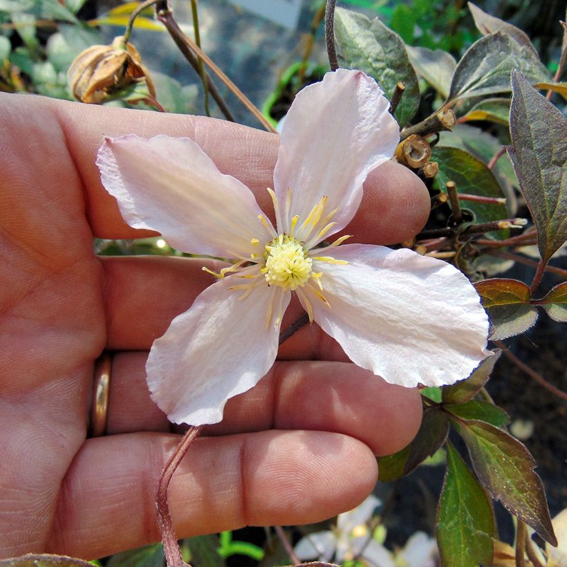 Clematis montana Rosebud - Berg-Waldrebe (Blüte)