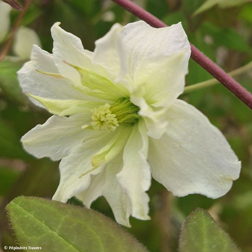 Clematis montana Starlet White Perfume - Berg-Waldrebe (Blüte)