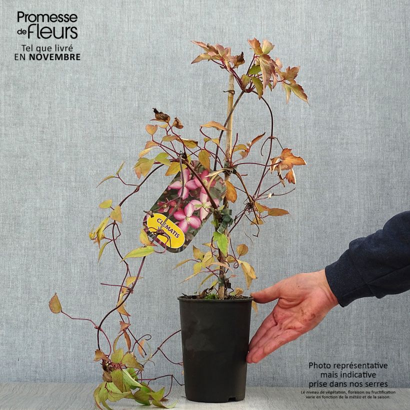 Exemplar von Clématite - Clematis montana Van Gogh Pot de 2L/3L wie im Herbst geliefert