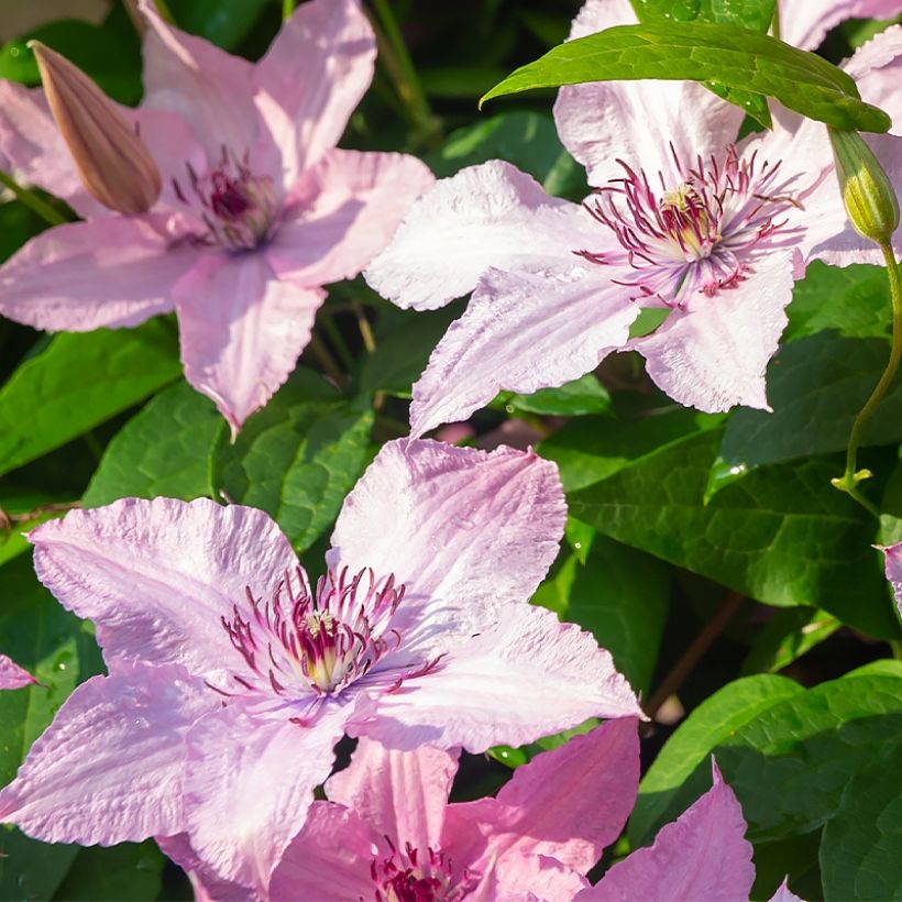 Waldrebe Mandy - Clematis (Blüte)