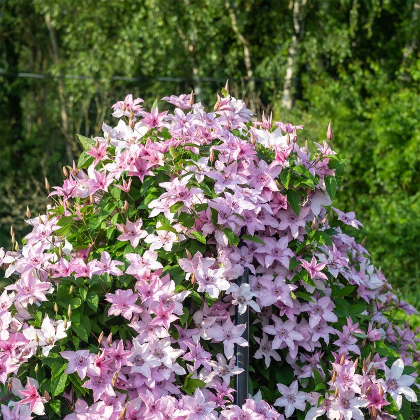 Waldrebe Mandy - Clematis (Hafen)