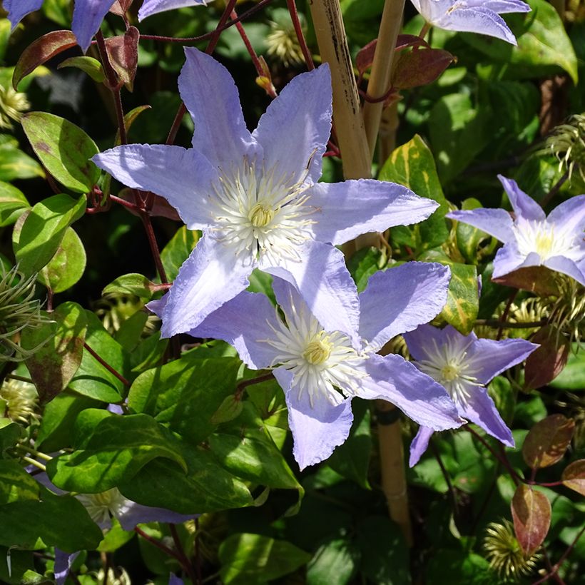 Waldrebe Spotlight - Clematis (Hafen)