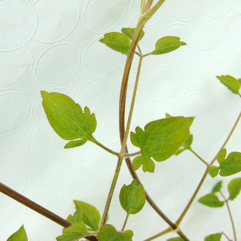 Clematis flammula terniflora - Waldrebe (Laub)