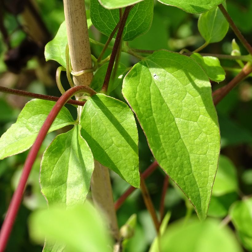 Clematis texensis Princess Kate - Texas-Waldrebe (Laub)