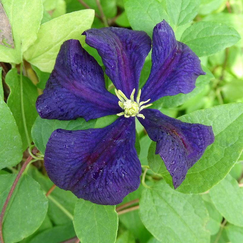 Waldrebe Etoile violette - Clematis (Blüte)