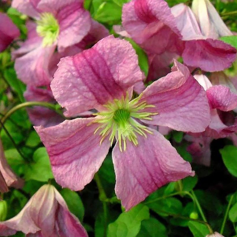 Waldrebe Krakowiak - Clematis (Blüte)