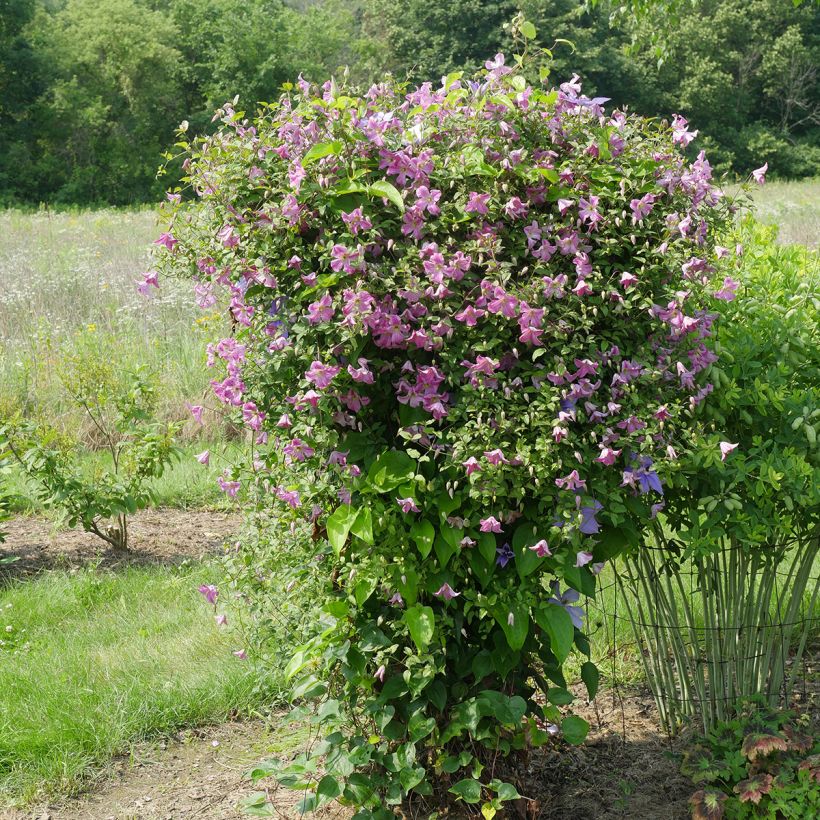 Waldrebe Krakowiak - Clematis (Hafen)